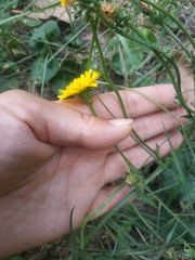 Crepis foetida