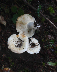 Russula cascadensis