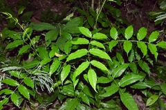 Zanthoxylum nitidum
