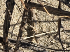 Urosaurus graciosus graciosus