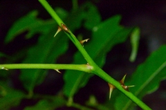 Zanthoxylum nitidum