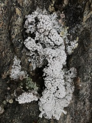 Lepra panyrga