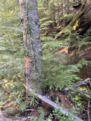 Abies amabilis
