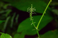 Zanthoxylum nitidum