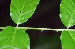 Zanthoxylum nitidum