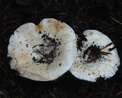 Russula cascadensis