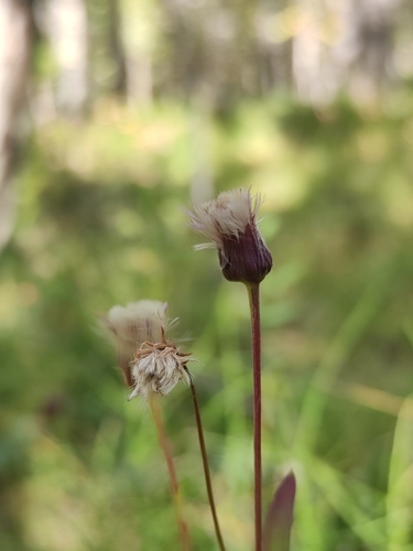 Image of Erigeron politus by (c) Юлия, some rights reserved (CC BY)