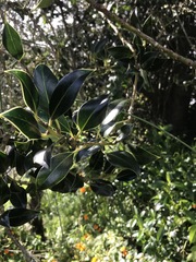 Ilex aquifolium