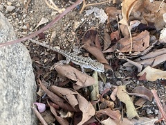 Uta stansburiana elegans