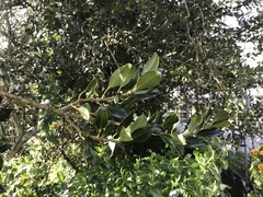 Ilex aquifolium