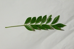 Zanthoxylum avicennae