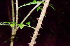 Zanthoxylum avicennae