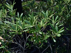 Quercus hypoleucoides