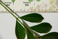 Zanthoxylum avicennae