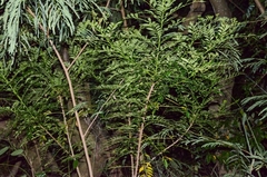 Zanthoxylum avicennae
