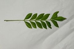 Zanthoxylum avicennae