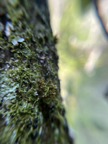 Image of Lewinskya sordida by (c) Brandon Corder, some rights reserved (CC BY)