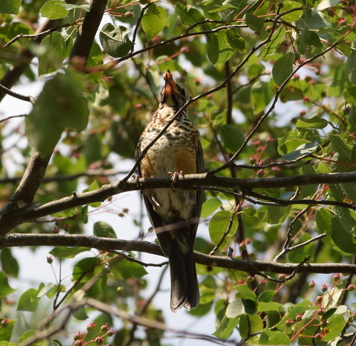 American Robin photographed in Wisconsin