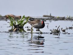 Gallinula chloropus
