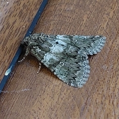 Olivenebula subsericata