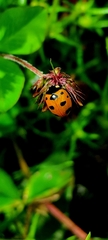 Coccinella nugatoria