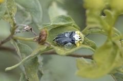 Physonota puncticollis