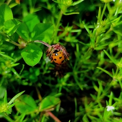 Coccinella nugatoria