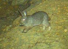 Pronolagus saundersiae