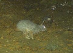 Pronolagus saundersiae