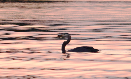 Great Blue Heron photographed in Wisconsin