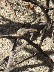 Urosaurus graciosus graciosus