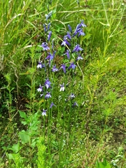 Lobelia gruina