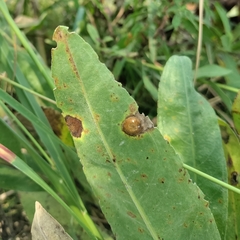 Botryosphaeriales