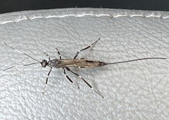 Xorides stigmapterus