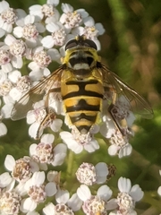 Myathropa florea