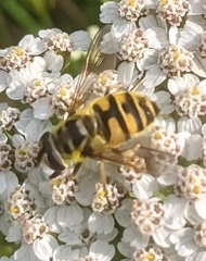 Myathropa florea