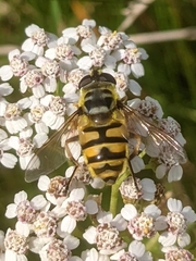 Myathropa florea