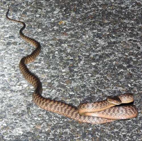 Brown Tree Snake sighting