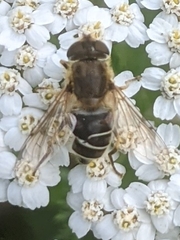 Eristalis