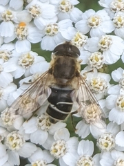 Eristalis