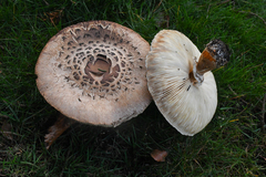 Chlorophyllum olivieri