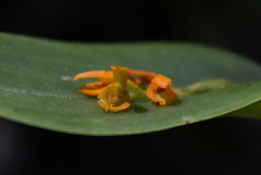 Pleurothallidinae