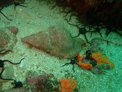 Tonnoidea