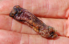 Styelidae