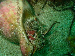 Tonnoidea