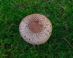 Chlorophyllum olivieri