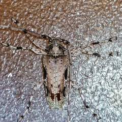 Oreodera bituberculata