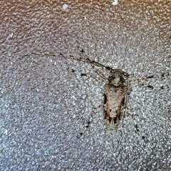 Oreodera bituberculata