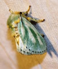 Coenobasis amoena