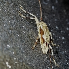 Oreodera bituberculata